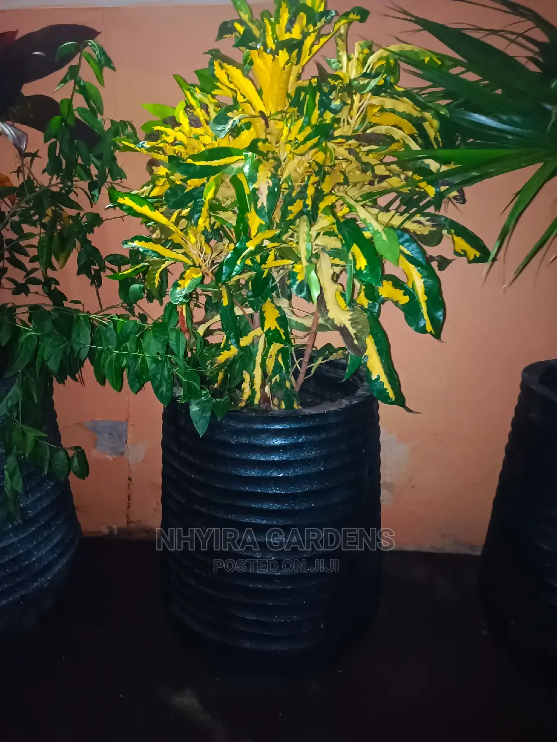 Modern Flowers Pots