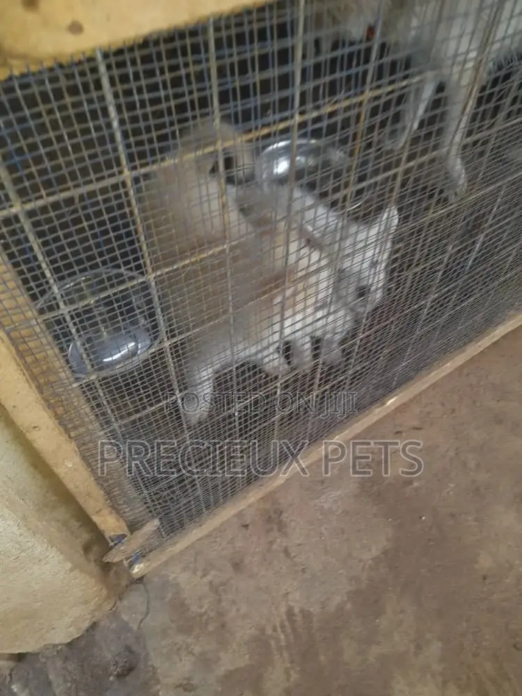 3-6 Months Male Purebred Siberian Husky