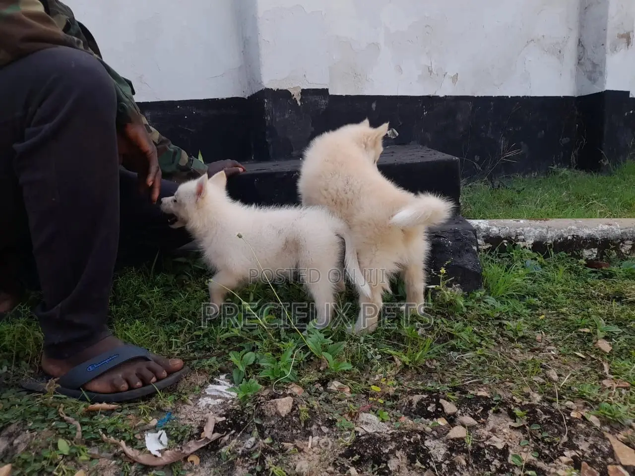 3-6 Months Male Purebred Siberian Husky