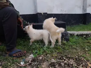 3-6 Months Male Purebred Siberian Husky