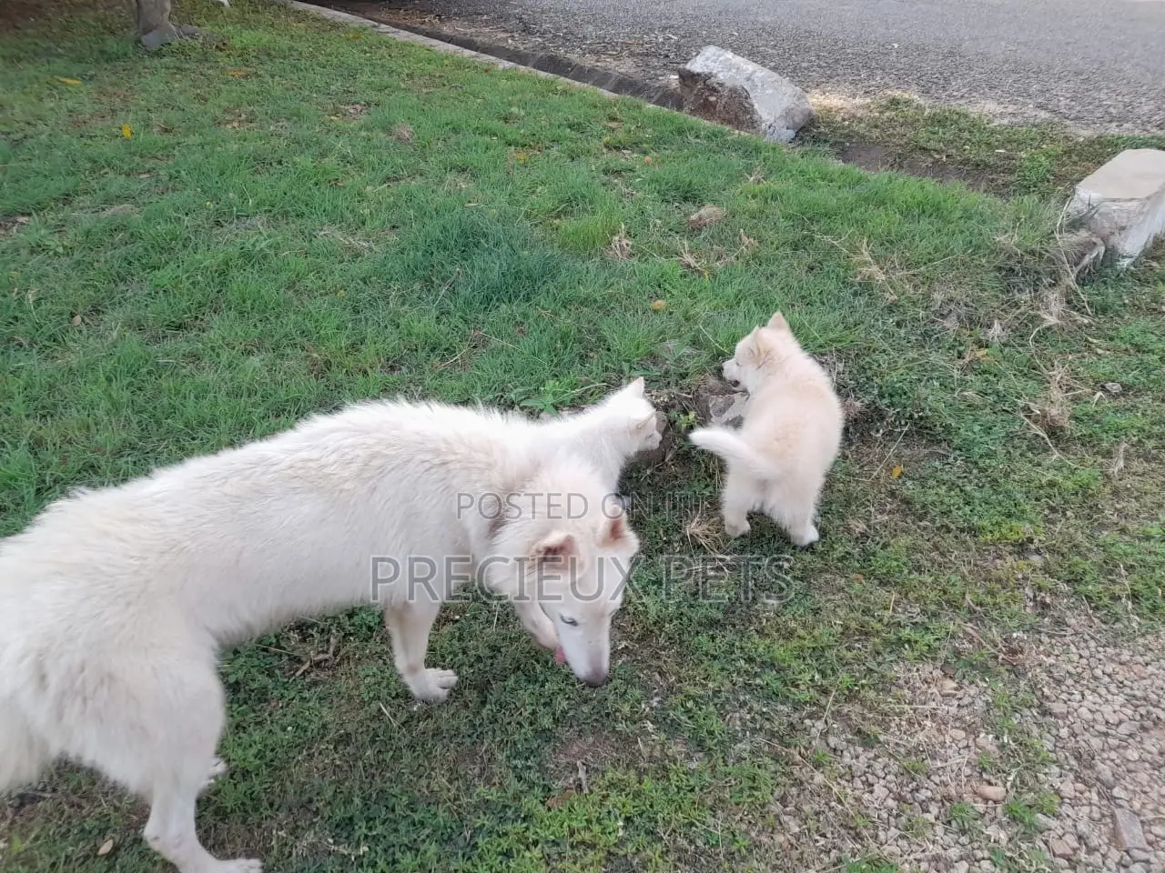 3-6 Months Male Purebred Siberian Husky