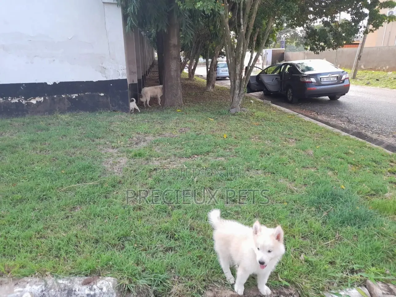 3-6 Months Male Purebred Siberian Husky