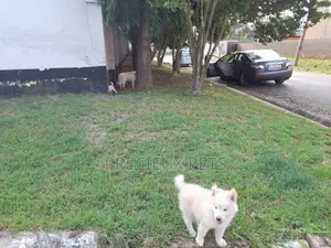 3-6 Months Male Purebred Siberian Husky