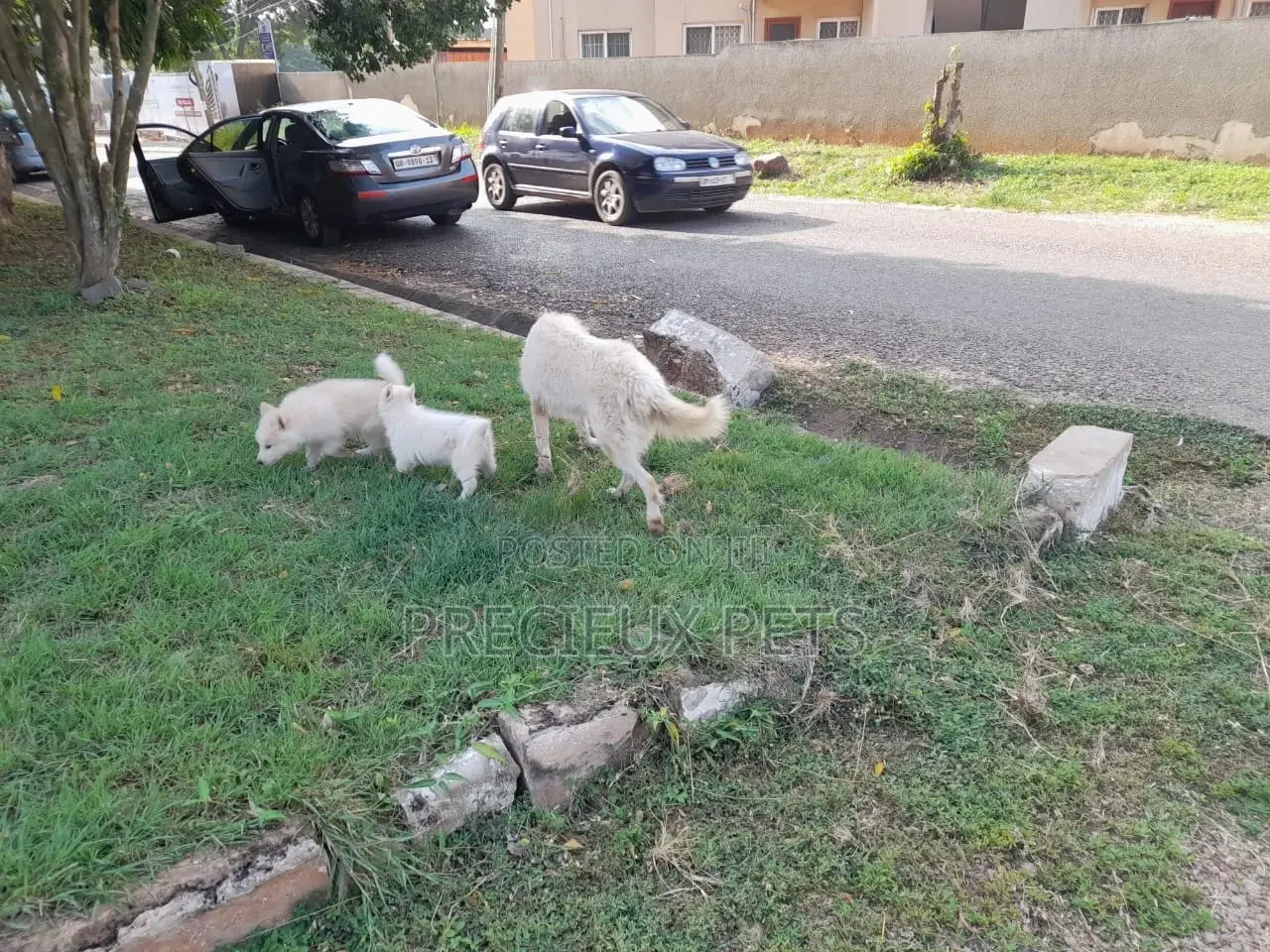 3-6 Months Male Purebred Siberian Husky