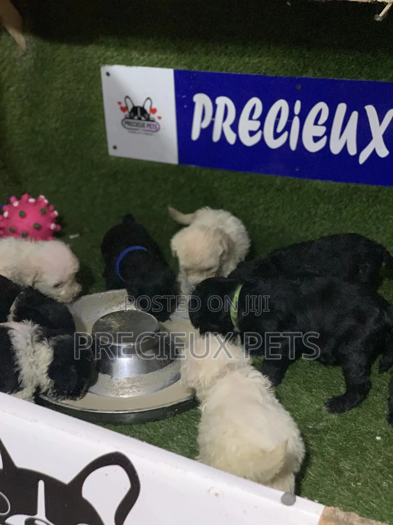 3-6 Months Male Purebred Poodle