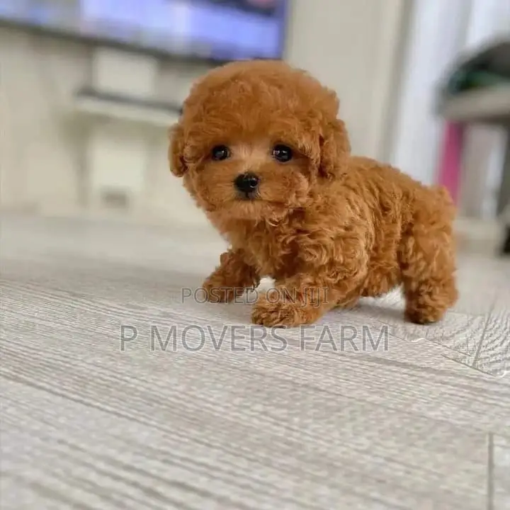 1-3 months Female Purebred Poodle