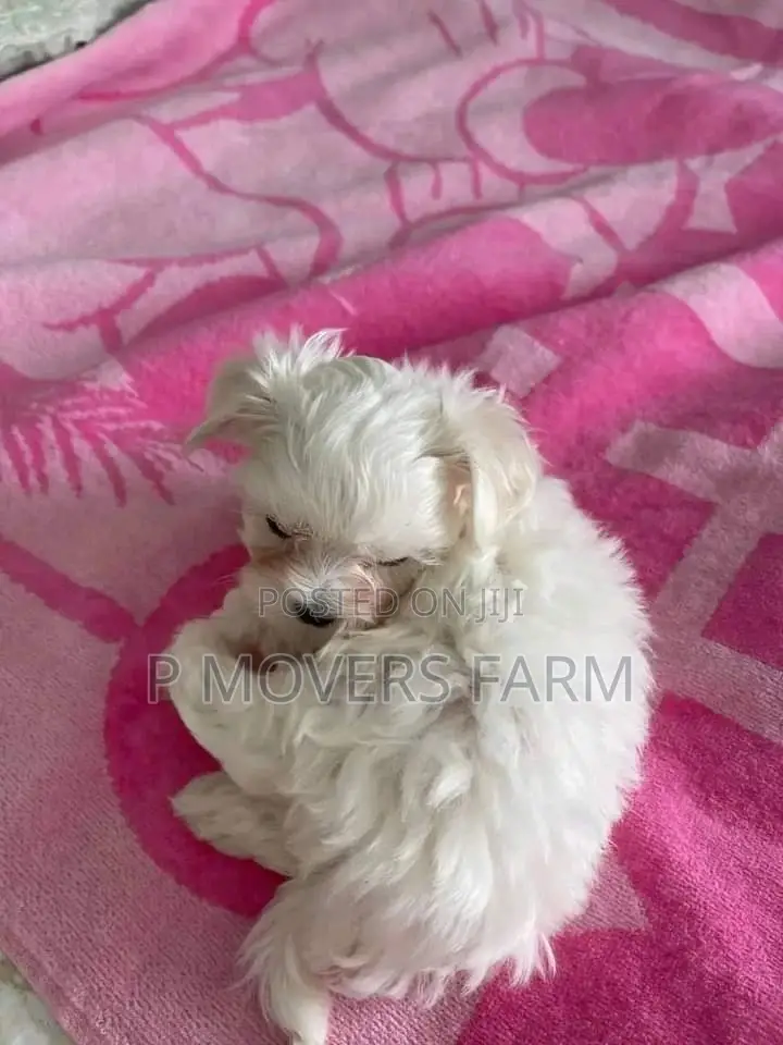 1-3 months Male Purebred Maltese