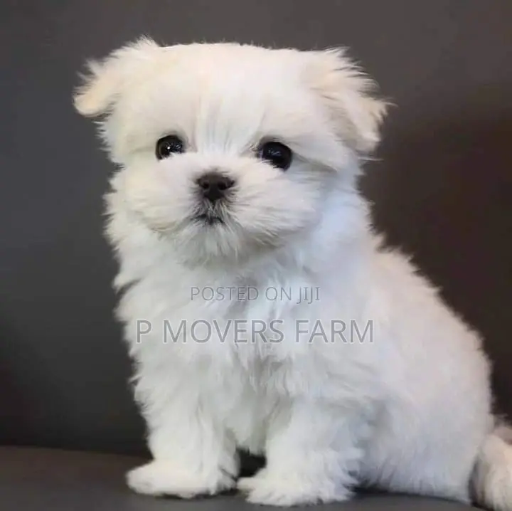 1-3 months Male Purebred Maltese