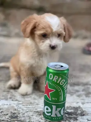 1-3 months Male Purebred Poodle
