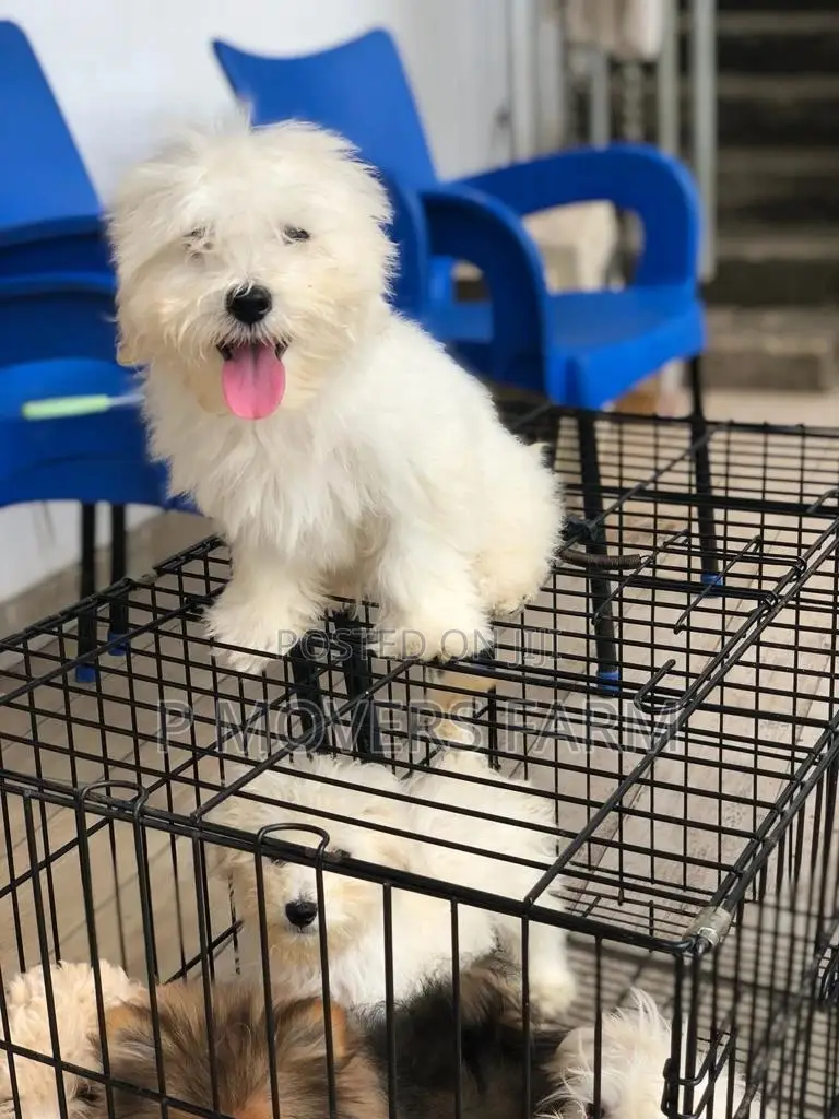 1-3 months Male Purebred Poodle