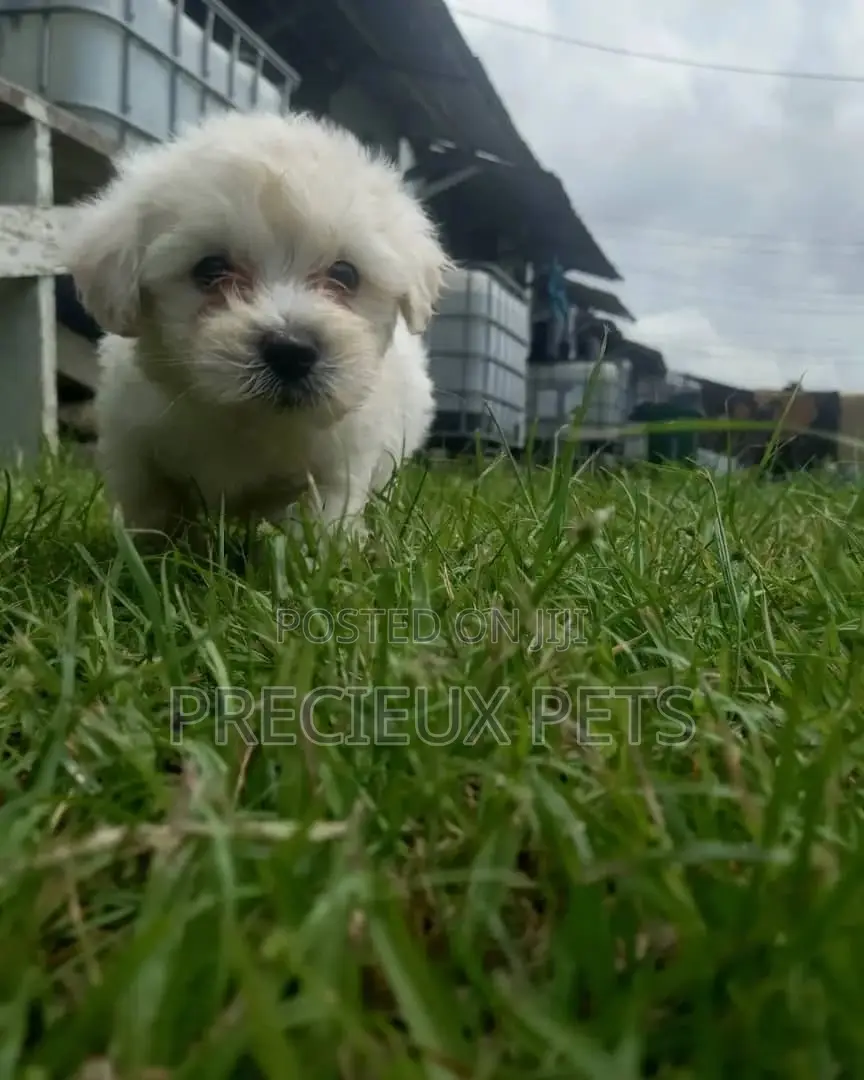0-1 Month Male Mixed Breed Maltipoo