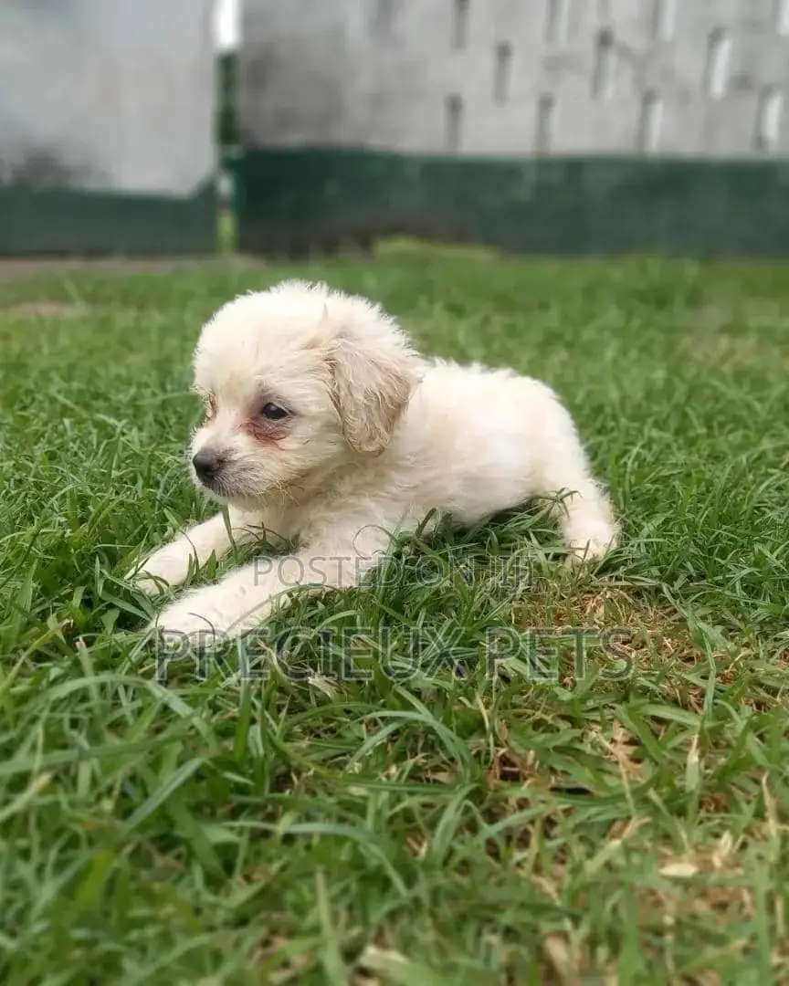 0-1 Month Male Mixed Breed Maltipoo