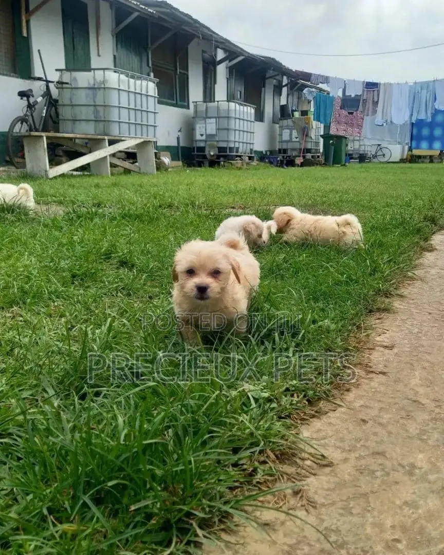 0-1 Month Male Mixed Breed Maltipoo
