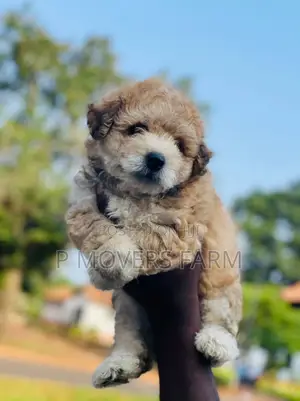 1-3 months Female Purebred Poodle