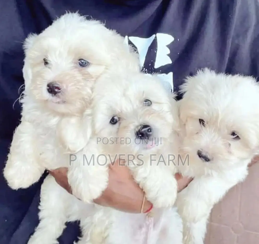 1-3 months Female Purebred Poodle