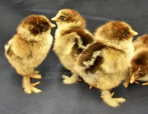 Brahma Day Old