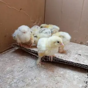 Brahma Day Old