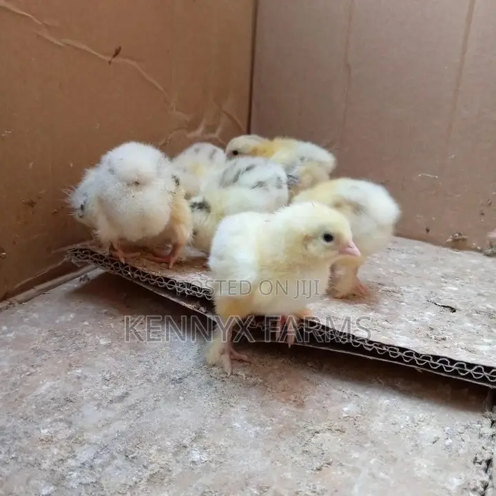 Brahma Day Old