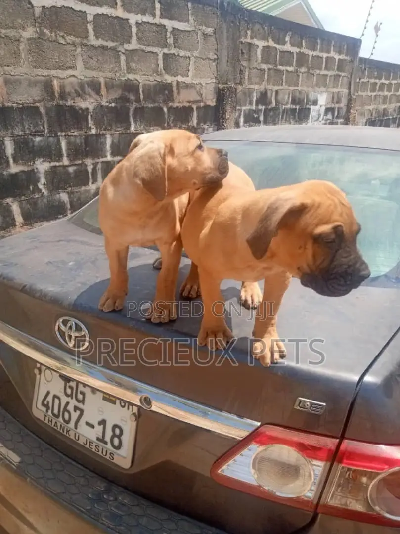1-3 Months Male Purebred Boerboel