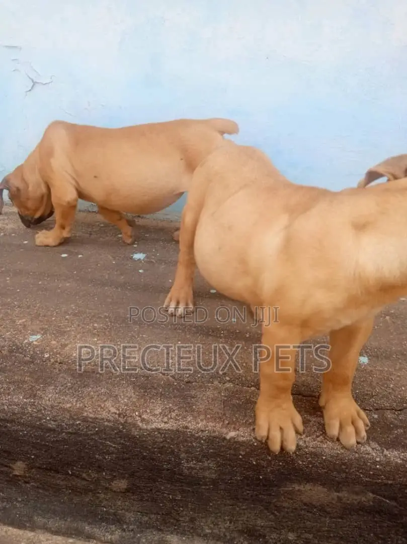 1-3 Months Male Purebred Boerboel