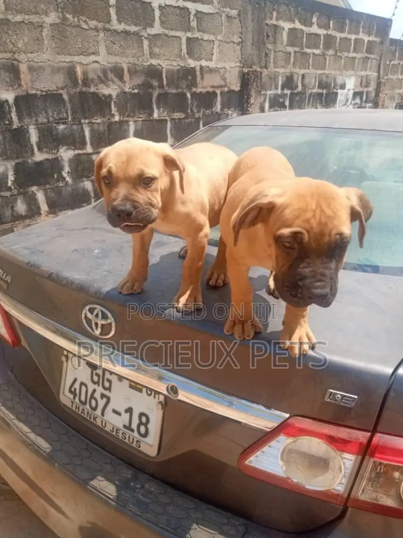 1-3 Months Male Purebred Boerboel