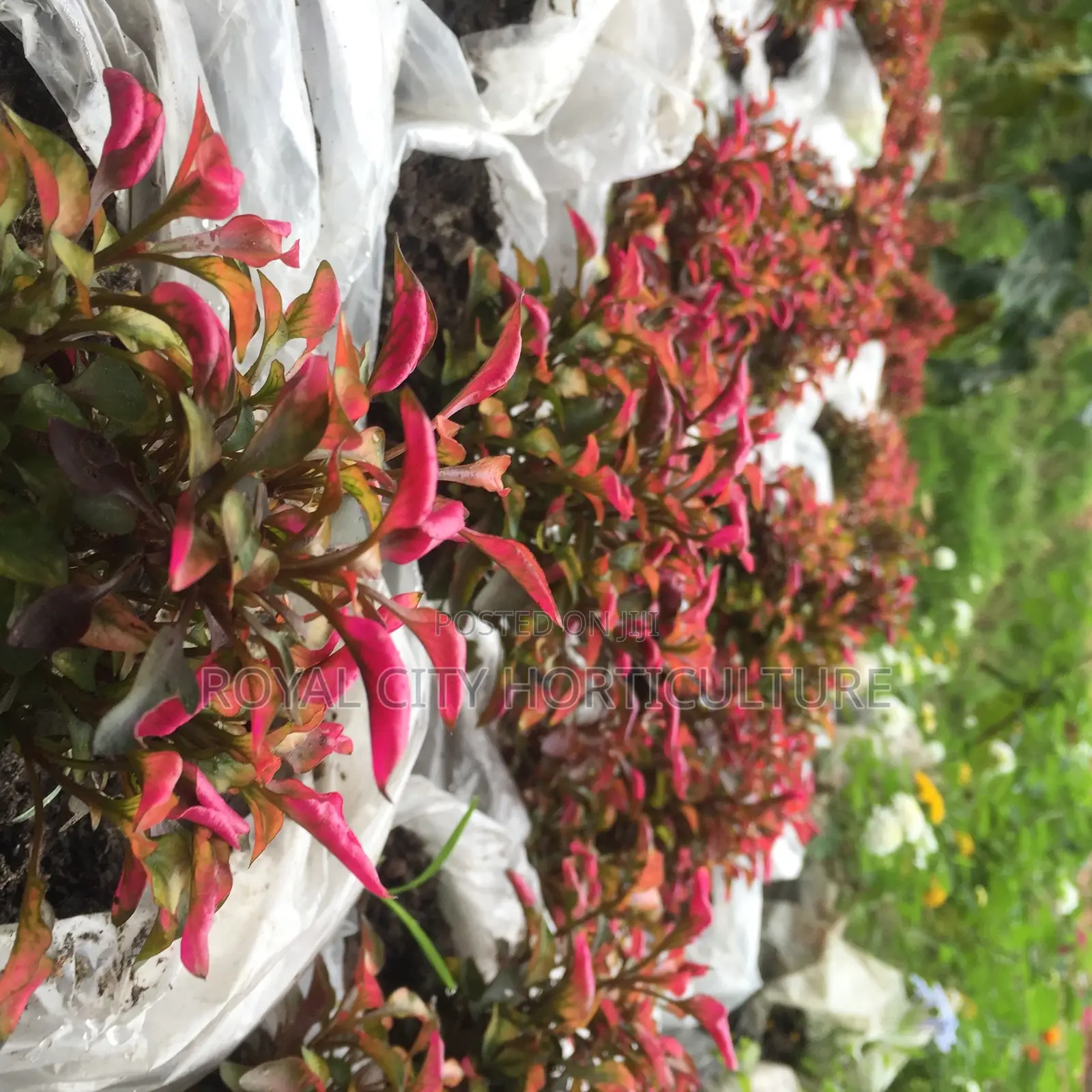 Flowers for Sale at Cool Price