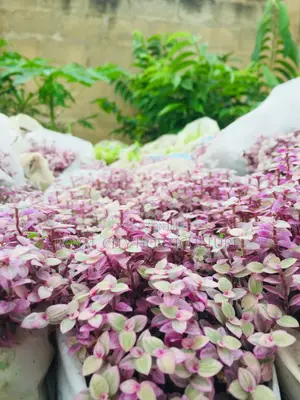 Flowers for Sale at Cool Price