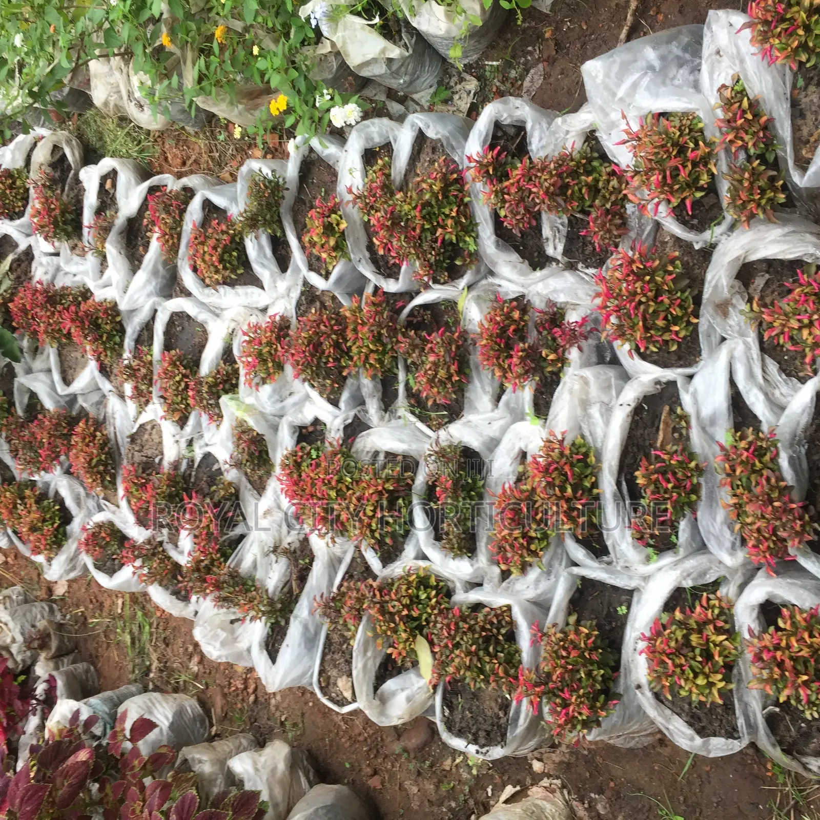 Flowers for Sale at Cool Price