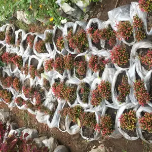 Flowers for Sale at Cool Price