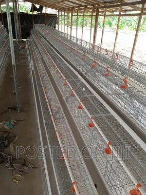 Poultry Chicken Cage