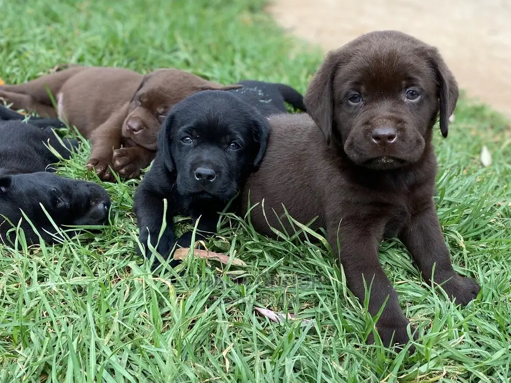 1-3 months Male Purebred Labrador Retriever