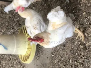 Giant White Cockerels Day Old Chicks