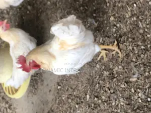 Giant White Cockerels Day Old Chicks
