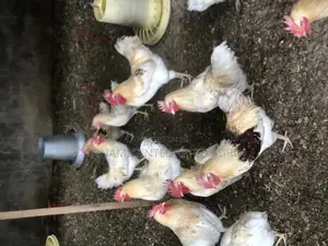 Giant White Cockerels Day Old Chicks