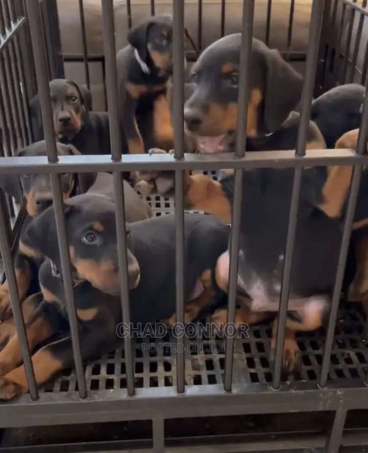 1-3 months Male Purebred Doberman Pinscher