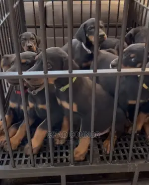 1-3 months Male Purebred Doberman Pinscher