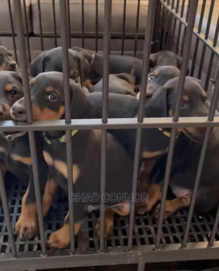 1-3 months Male Purebred Doberman Pinscher