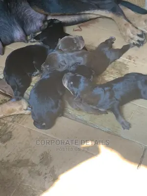 0-1 Month Female Purebred Doberman Pinscher