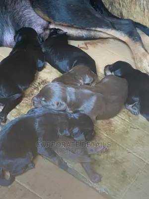 0-1 Month Male Purebred Doberman Pinscher