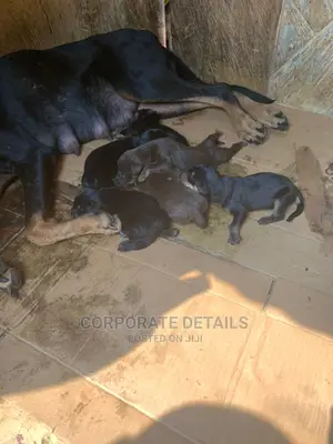 0-1 month Female Purebred Doberman Pinscher