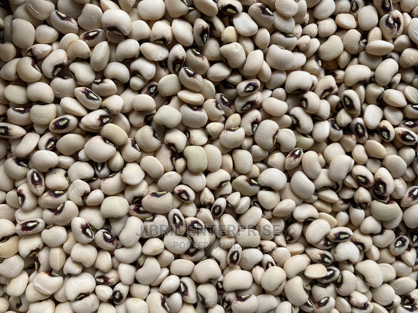 60 Days Cowpea/Beans Seeds for Planting