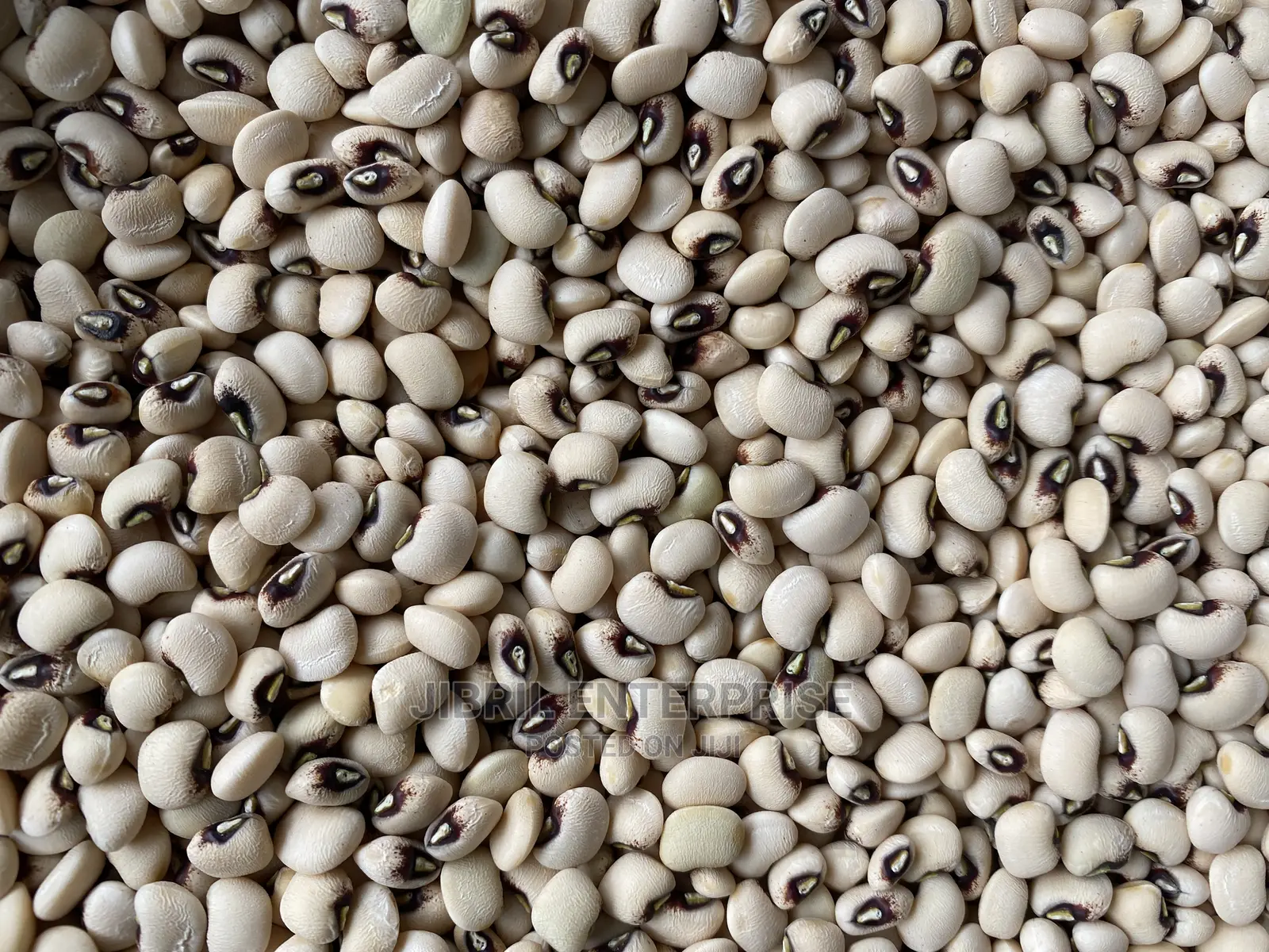 60 Days Cowpea/Beans Seeds for Planting