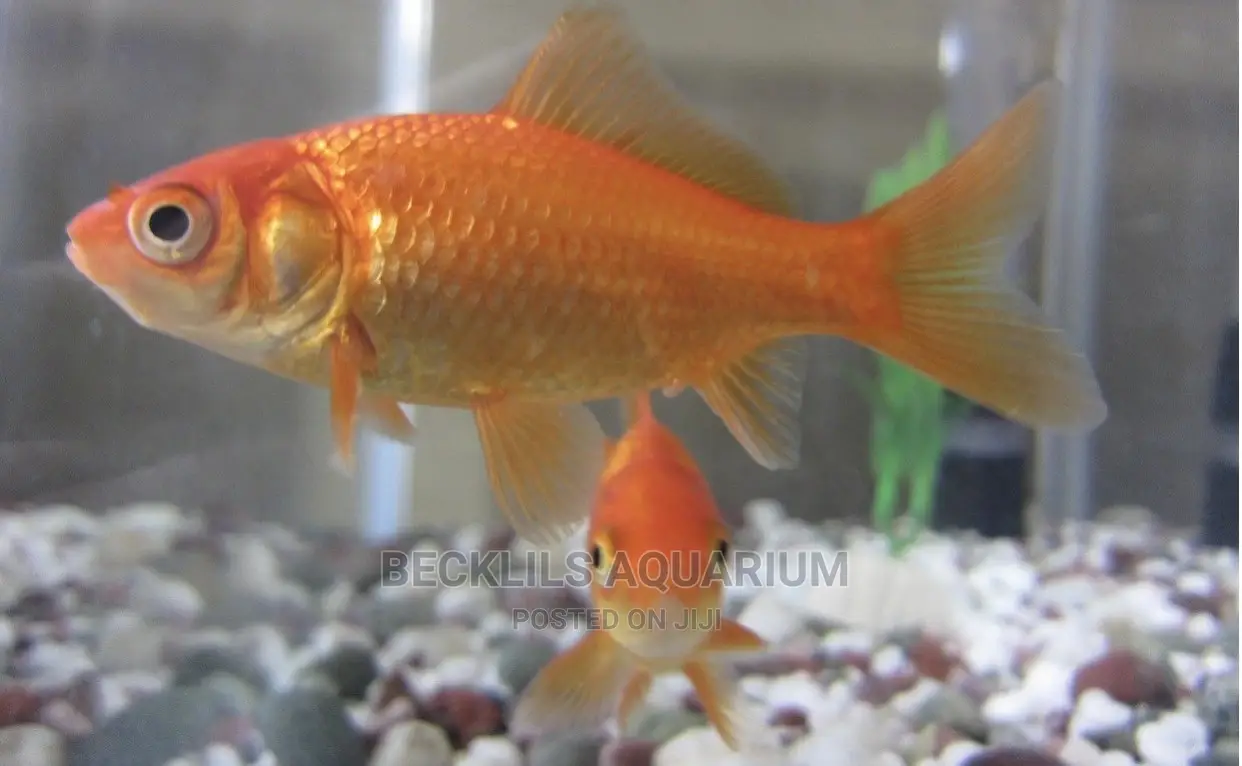 Gold Fishes