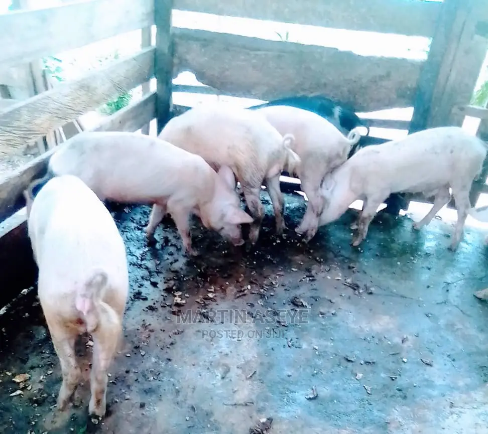 Pigs and Piglets for Sale