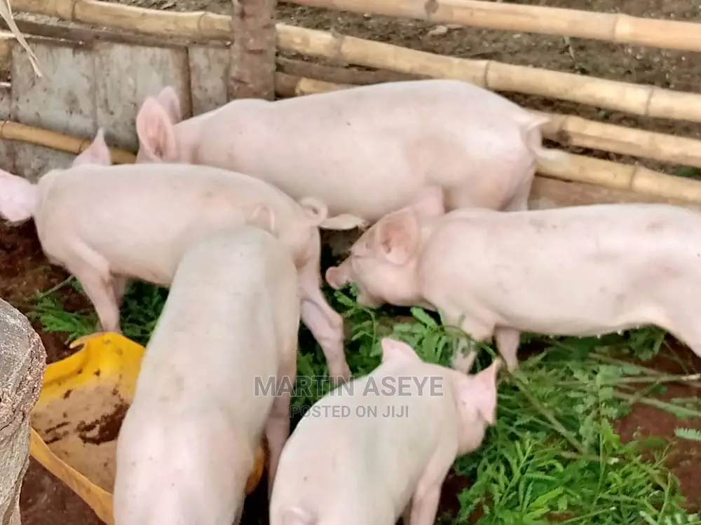 Pigs and Piglets for Sale