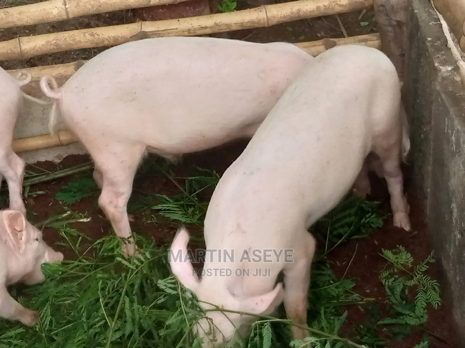 Pigs and Piglets for Sale