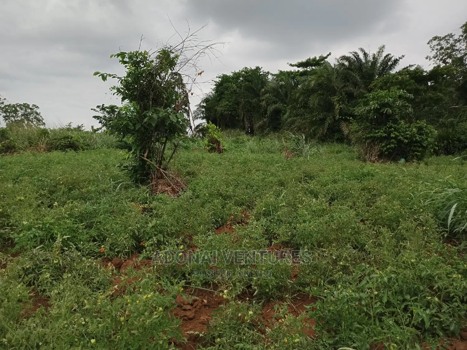 Plot of Land for Sale in Sokoban Bedaase