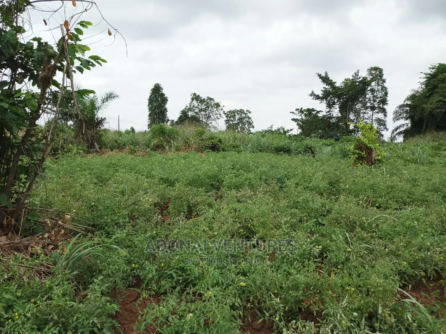 Plot of Land for Sale in Sokoban Bedaase