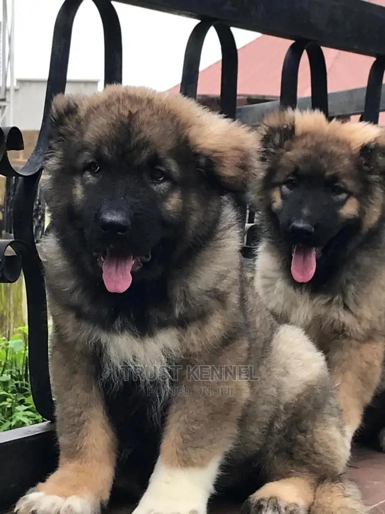1-3 months Male Purebred Caucasian Shepherd