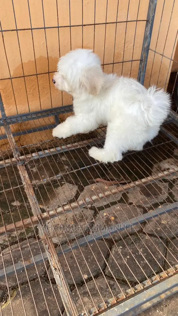 1-3 months Female Purebred Poodle